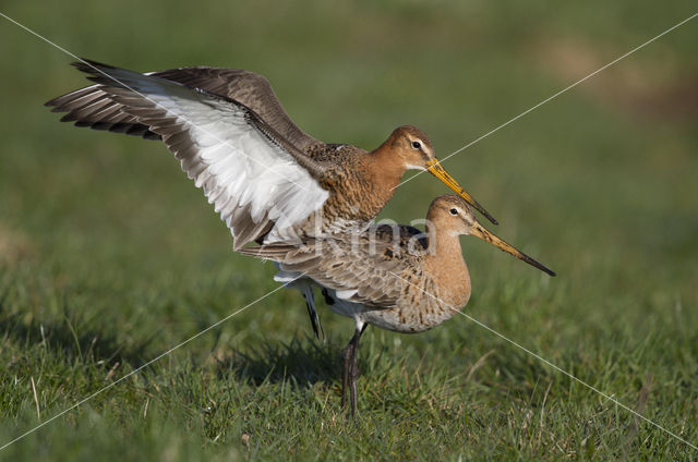 Black-tailed Godwit (Limosa limosa)