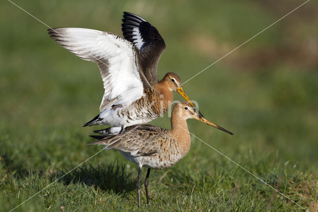 Black-tailed Godwit (Limosa limosa)