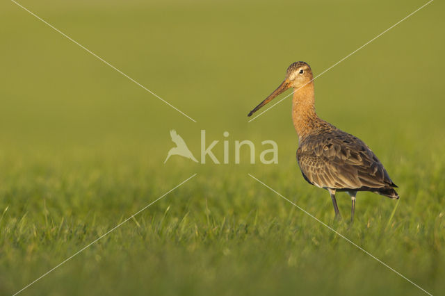 Grutto (Limosa limosa)