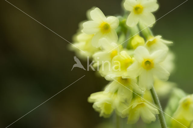 Cowslip (Primula veris)