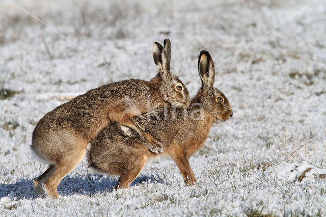 Brown Hare (Lepus europaeus)