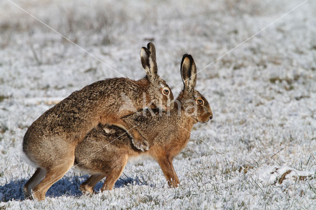 Brown Hare (Lepus europaeus)