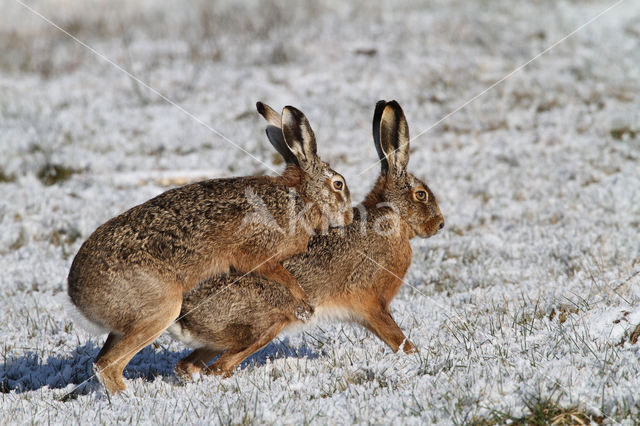 Haas (Lepus europaeus)