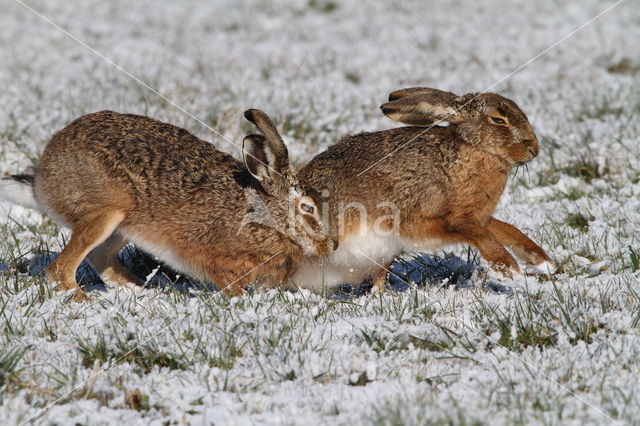 Haas (Lepus europaeus)