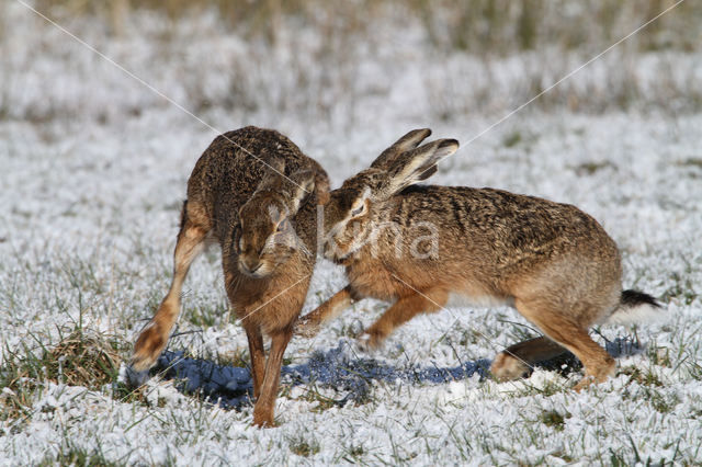 Haas (Lepus europaeus)