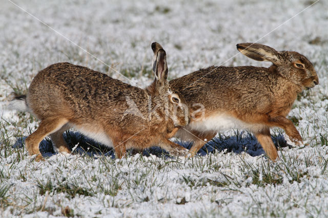 Brown Hare (Lepus europaeus)