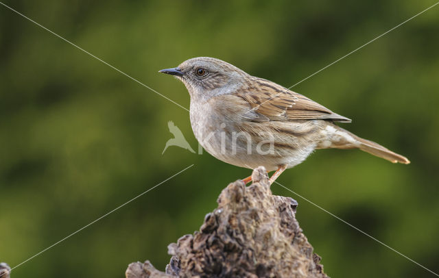 Dunnock