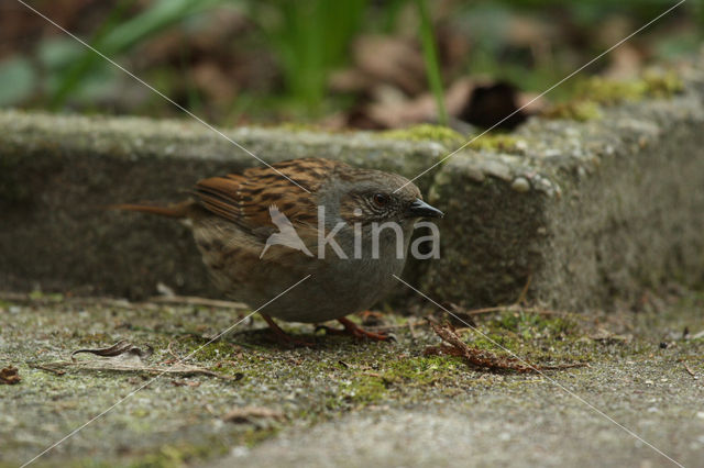 Dunnock