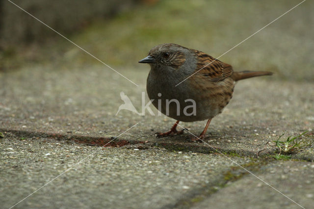 Heggemus (Prunella modularis)