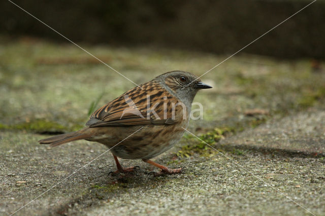 Dunnock