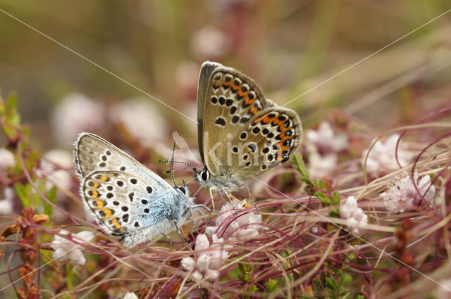 Silver Studded Blue (Plebejus argus)