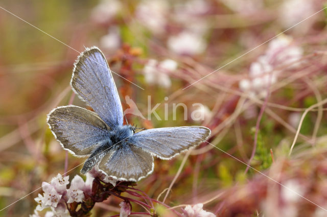 Silver Studded Blue (Plebejus argus)