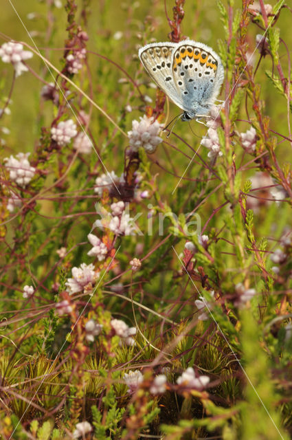 Heideblauwtje (Plebejus argus)