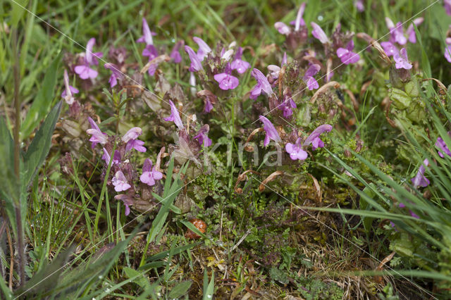 Heidekartelblad (Pedicularis sylvatica)