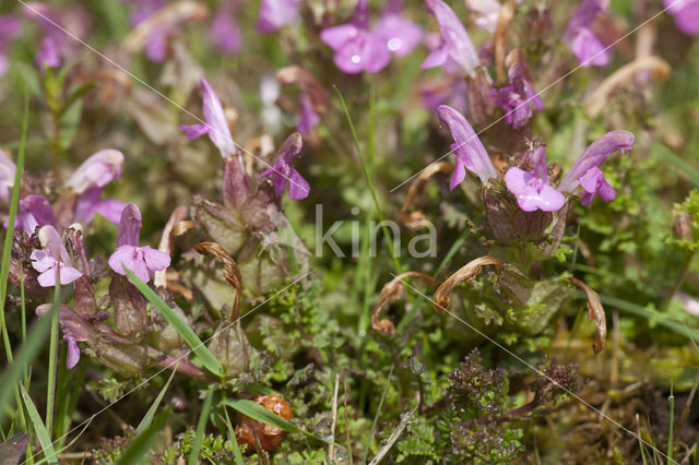 Heidekartelblad (Pedicularis sylvatica)