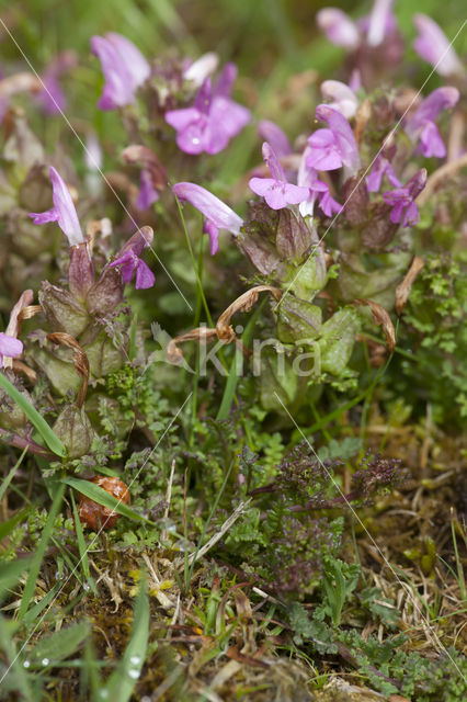 Heidekartelblad (Pedicularis sylvatica)