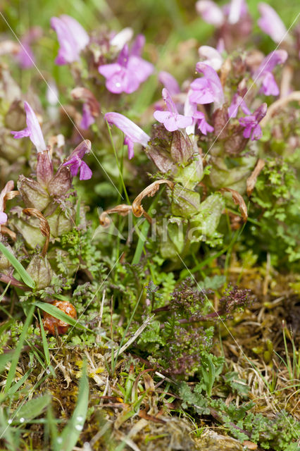 Heidekartelblad (Pedicularis sylvatica)