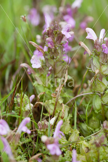 Heidekartelblad (Pedicularis sylvatica)