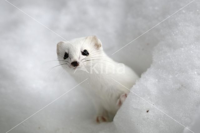 Stoat (Mustela erminea)