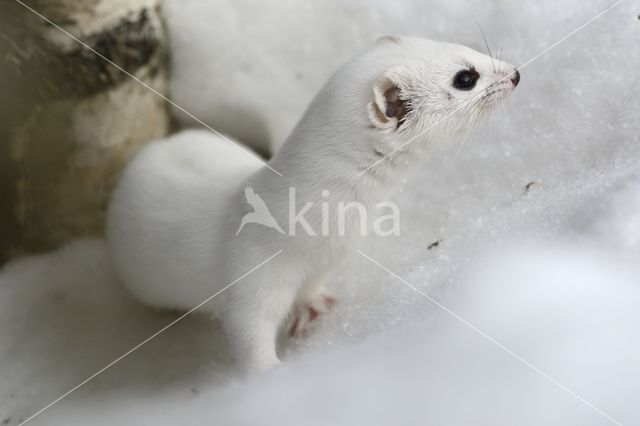 Stoat (Mustela erminea)