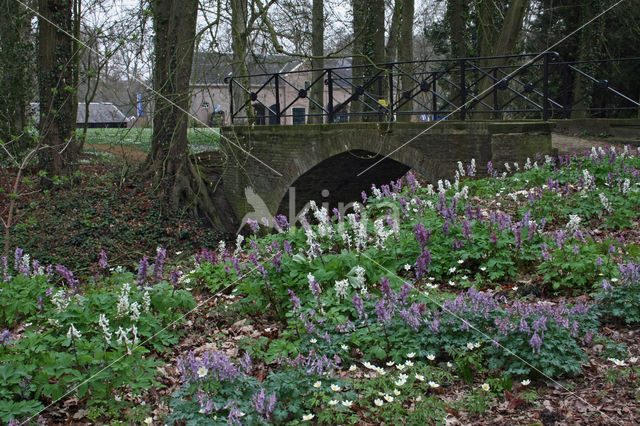 Corydalis cava + Corydalis solida