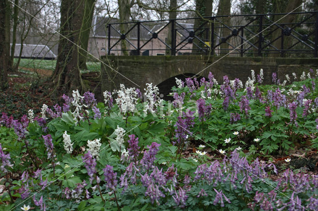 Corydalis cava + Corydalis solida