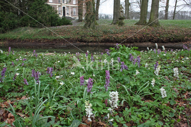 Holwortel + Vingerhelmbloem (Corydalis cava + Corydalis solida)