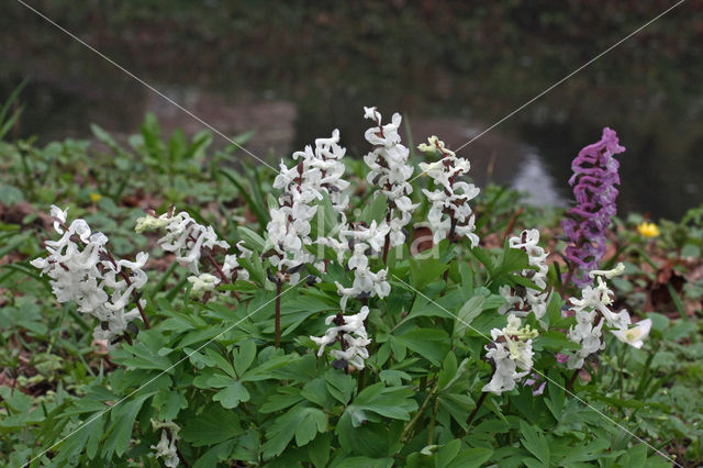 Holwortel (Corydalis cava)