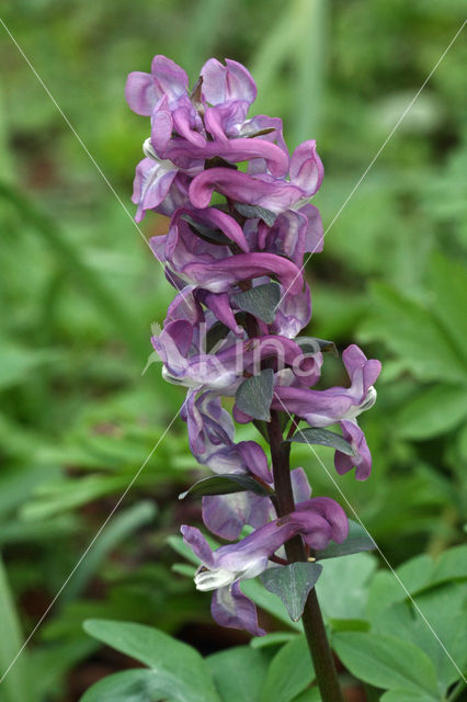 Holwortel (Corydalis cava)