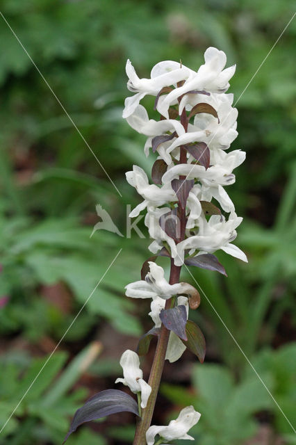 Holwortel (Corydalis cava)