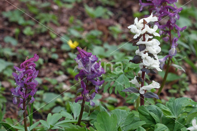 Holwortel (Corydalis cava)