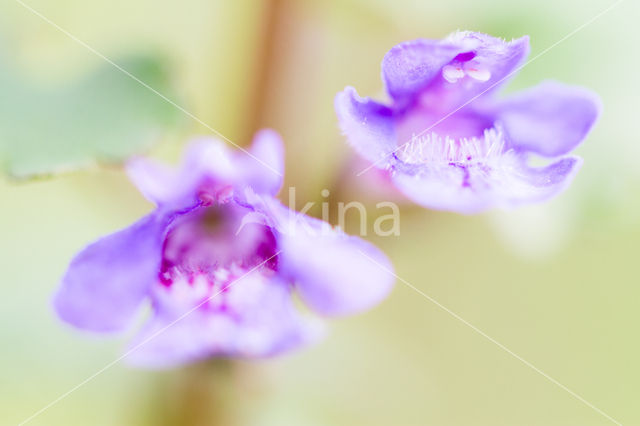 Ground Ivy (Glechoma hederacea)