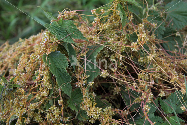 Hopwarkruid (Cuscuta lupuliformis)