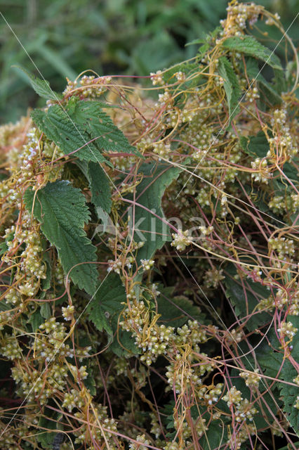 Hop Dodder (Cuscuta lupuliformis)