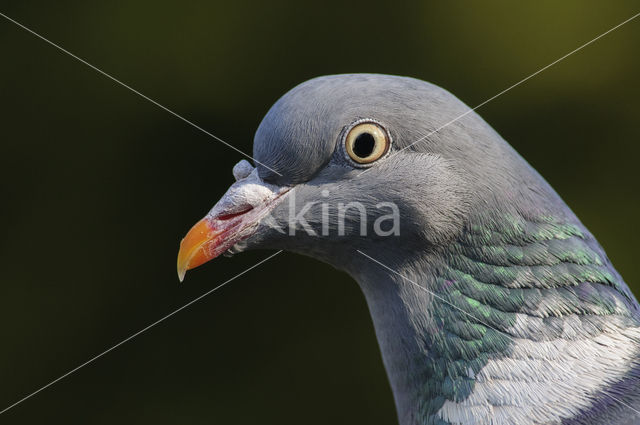 Houtduif (Columba palumbus)