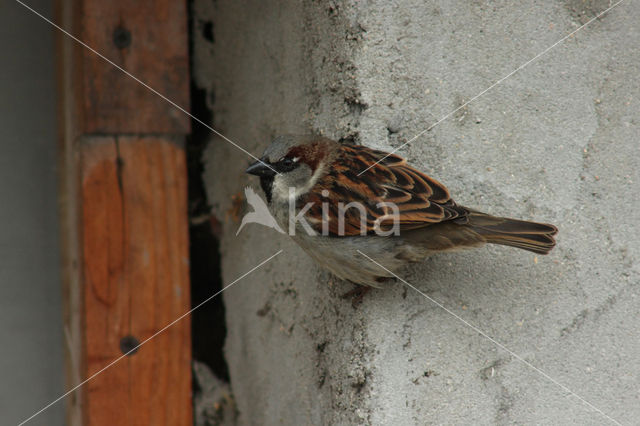 Huismus (Passer domesticus)