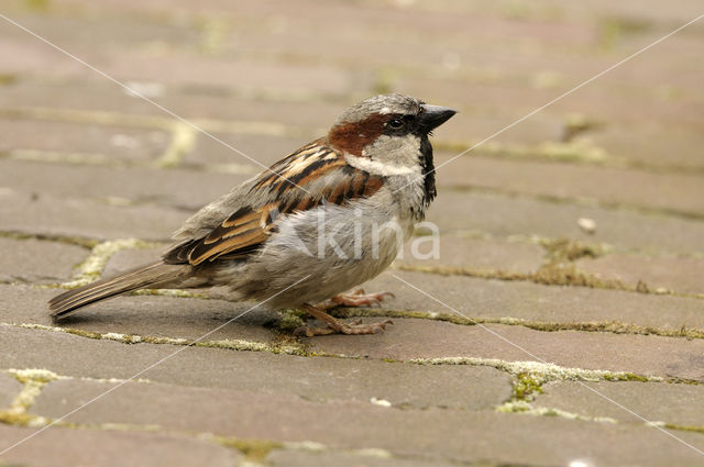 Huismus (Passer domesticus)