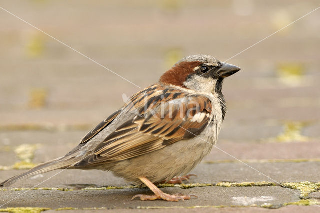 House Sparrow (Passer domesticus)