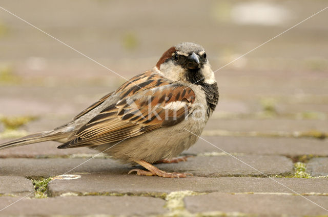 House Sparrow (Passer domesticus)