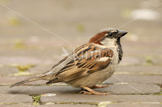 Huismus (Passer domesticus)