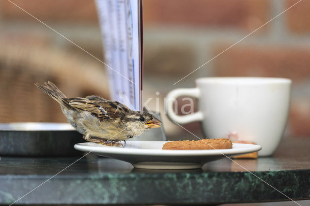 Huismus (Passer domesticus)