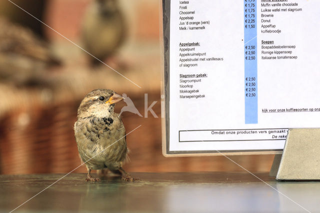 House Sparrow (Passer domesticus)