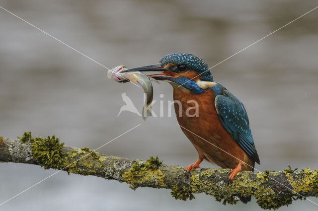 Kingfisher (Alcedo atthis)