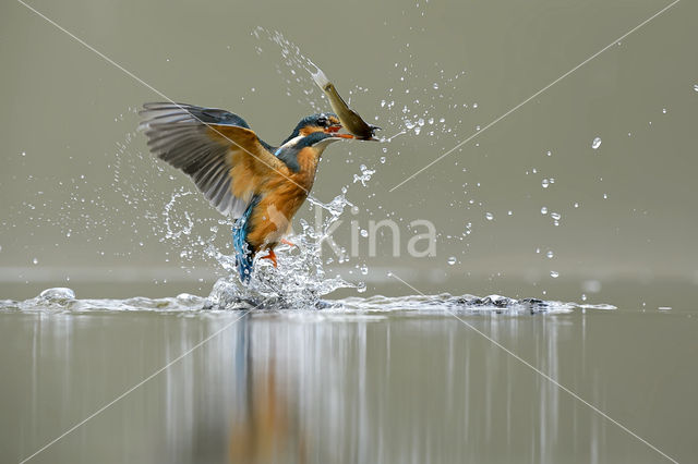 Kingfisher (Alcedo atthis)