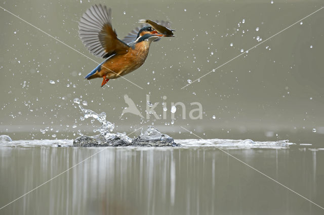 IJsvogel (Alcedo atthis)