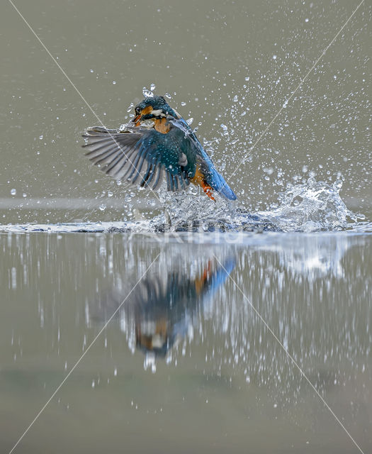 IJsvogel (Alcedo atthis)