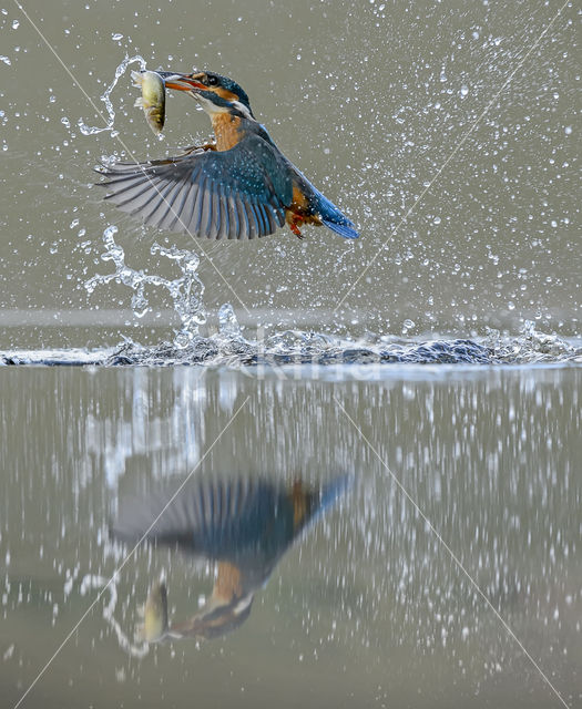 Kingfisher (Alcedo atthis)