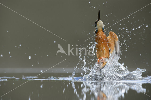Kingfisher (Alcedo atthis)
