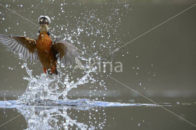 Kingfisher (Alcedo atthis)