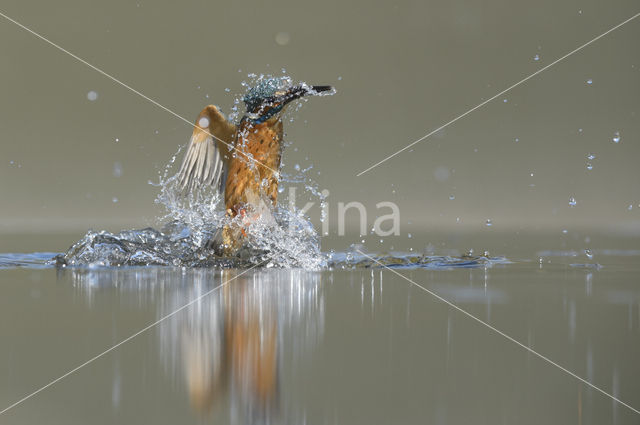 Kingfisher (Alcedo atthis)